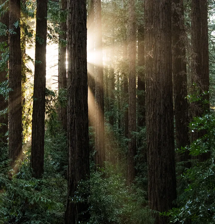 Woods